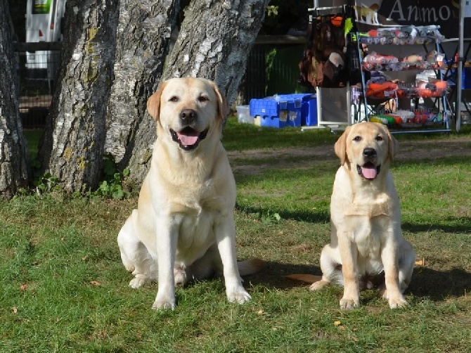 De La Legende d'Eucleia - Nationale d'Elevage Retrievers 10/09/16