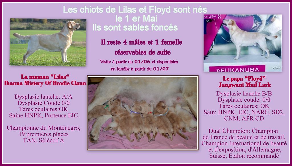 Les chiots sont nés !