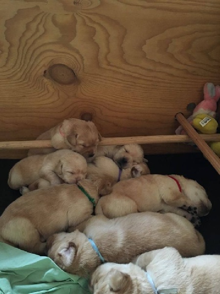 Chiots de Lilas et Floyd